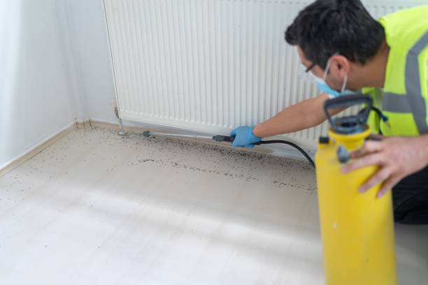 Best Ant Control Services  in Town Creek, AL