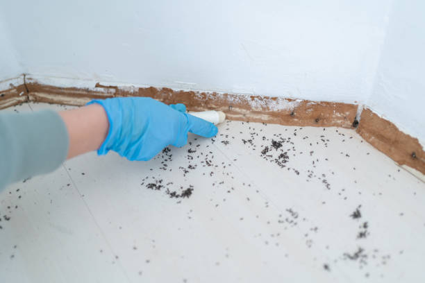 Best Pest Removal Services  in Town Creek, AL